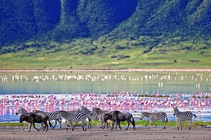 3 Days Amazing Tanzania Safari