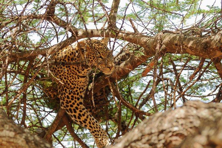 3 Days Amazing Tanzania Safari