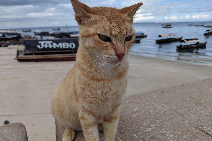 Prison Island and Stone Town Tour with Lunch