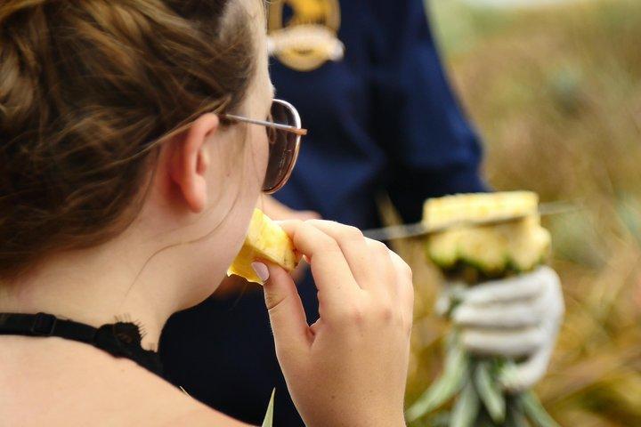 Maui Pineapple Farm Tour in Haliimaile