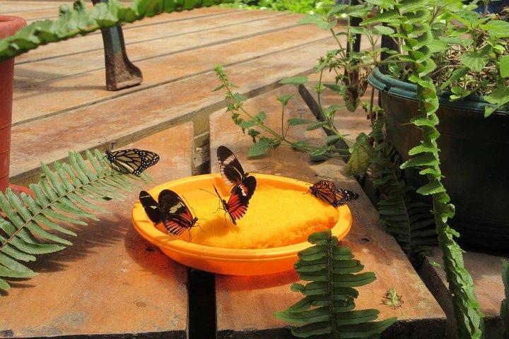 Mindo Cloud Forest Full Day Tour from Quito