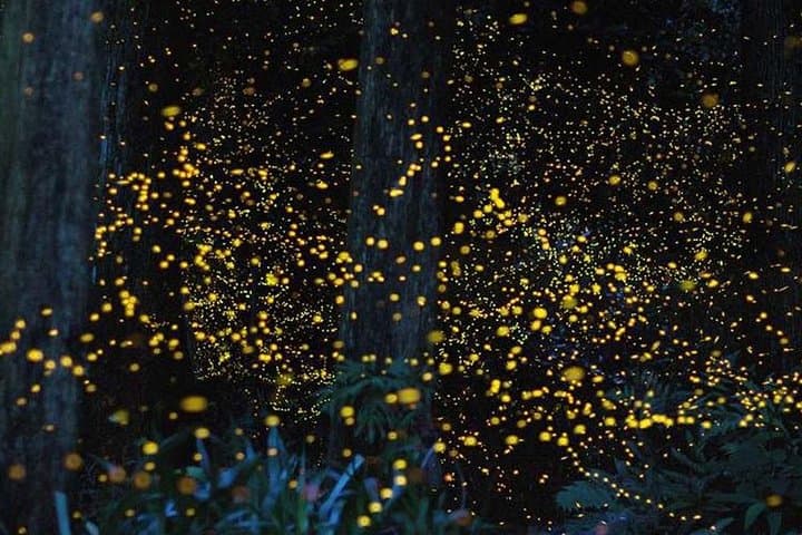 Fireflies Tour Include Seafood Dinner And Boat Ride