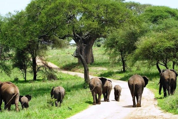 11-days Best Of Kenya And Tanzania Budget Safari