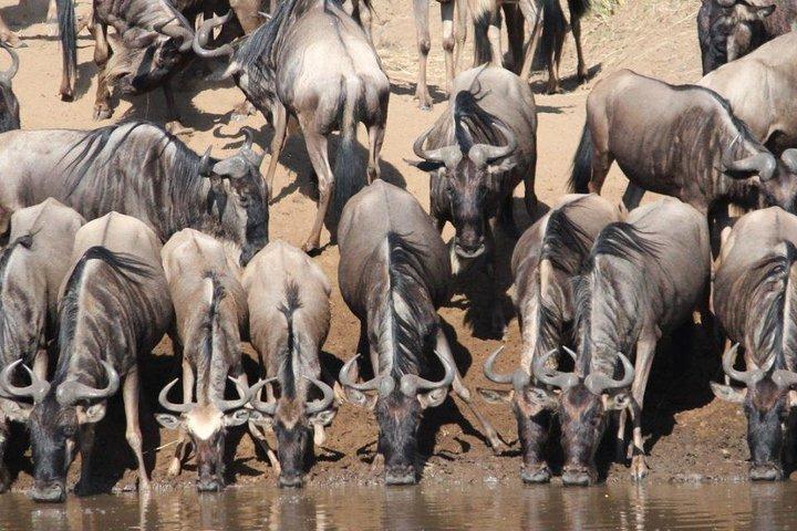 11-days Best Of Kenya And Tanzania Budget Safari