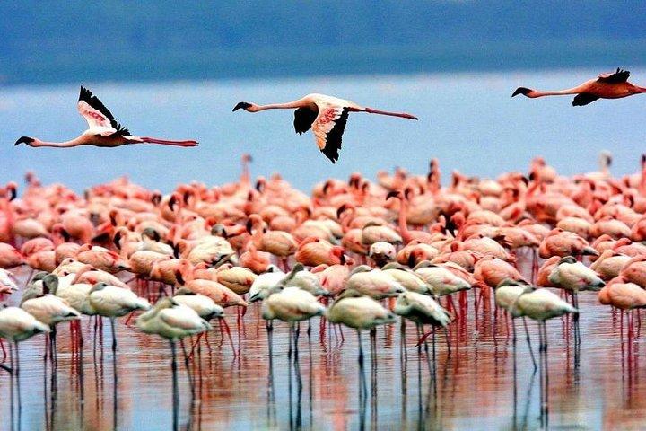 8 Days Kenya and Tanzania Budget Safari