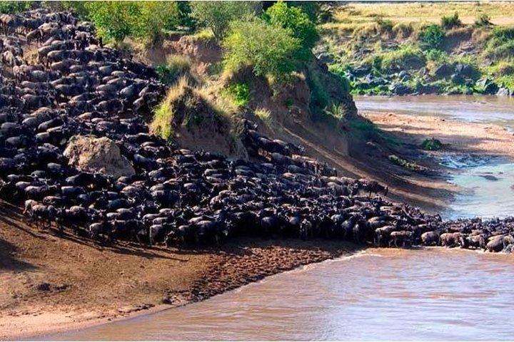 5 Days Masai Mara Wildebeest Migration Safari Packages 2021