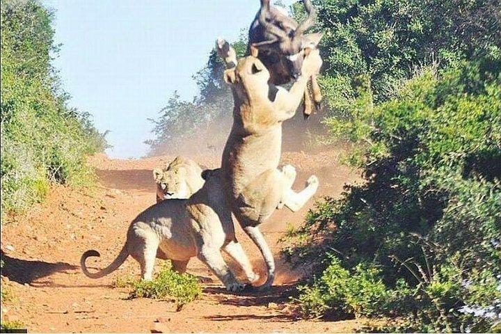 4 Days Great Wildebeest Migration Safari Maasai Mara 2020