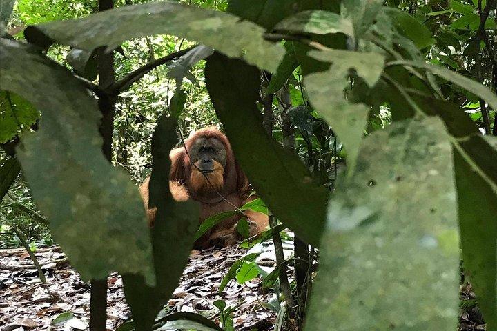 Private Full-Day Bukit Lawang Trekking Tour From Medan