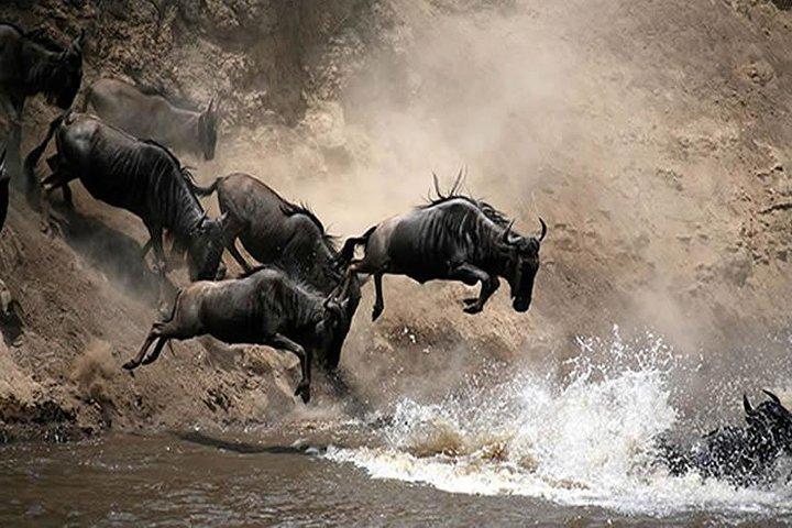 6 Days Masai Mara Wildebeest Migration Safari