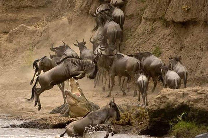 6 Days Masai Mara Wildebeest Migration Safari