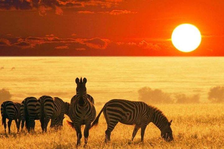 4 Days Great Wildebeest Migration Safari Maasai Mara 2020