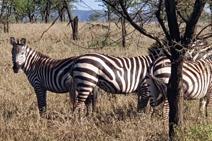 4 Days Tarangire / Serengeti / Ngorongoro & Manyara