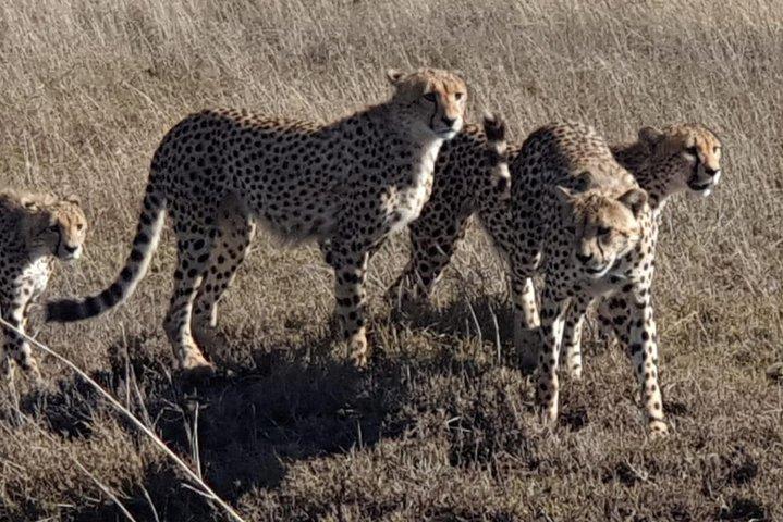4 Days Tarangire / Serengeti / Ngorongoro & Manyara