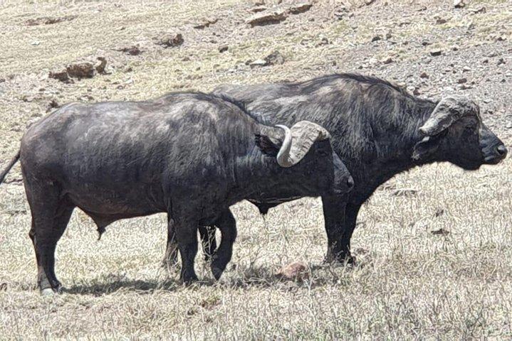 4 Days Tarangire / Serengeti / Ngorongoro & Manyara