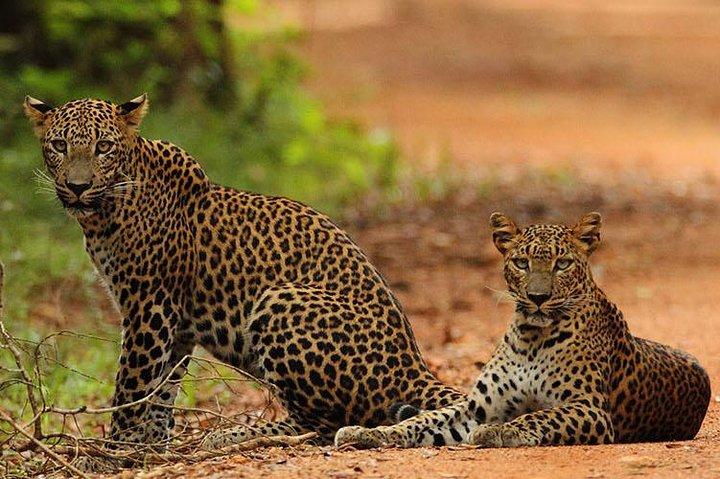 Day Trip to Wilpattu National Park from Colombo