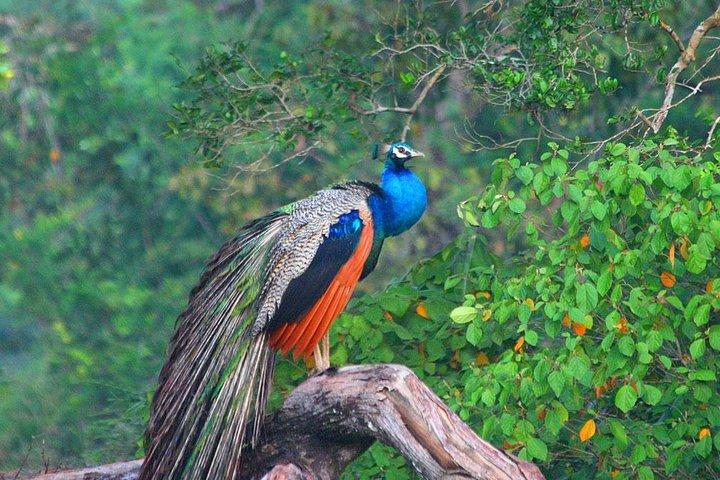 Day Trip to Wilpattu National Park from Colombo