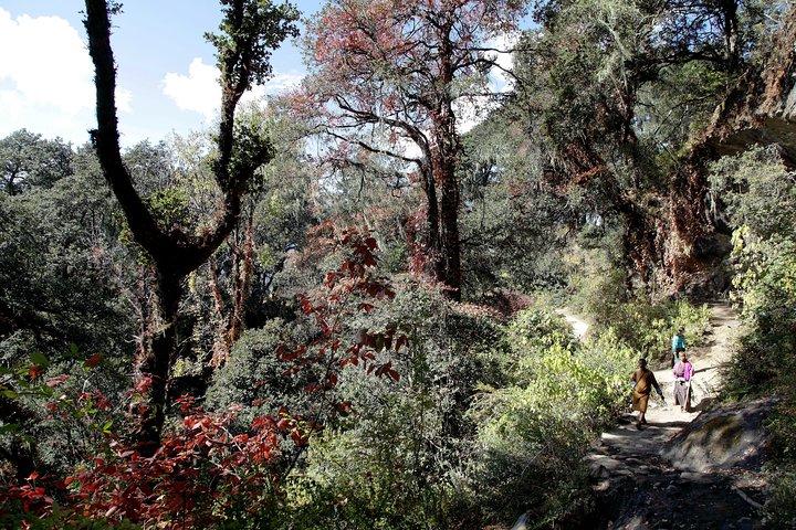 Druk Path Trek: Discover The Raw Natural Beauty of Bhutan