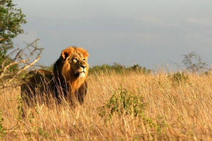 5 Days Kenya Safari in Tsavo East and West, Amboseli, and Taita Hills.