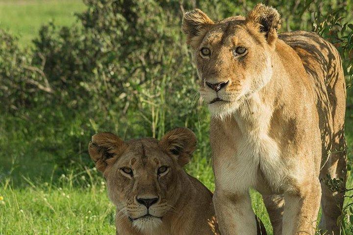 3 Days Tsavo National Park Safari in Kenya