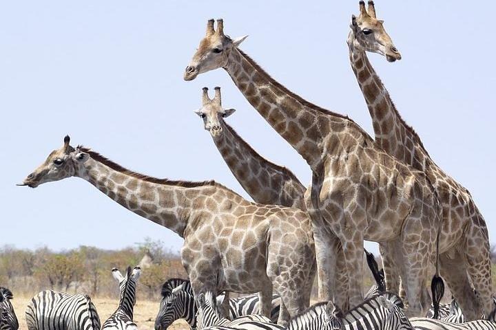 3 Days Tsavo National Park Safari in Kenya