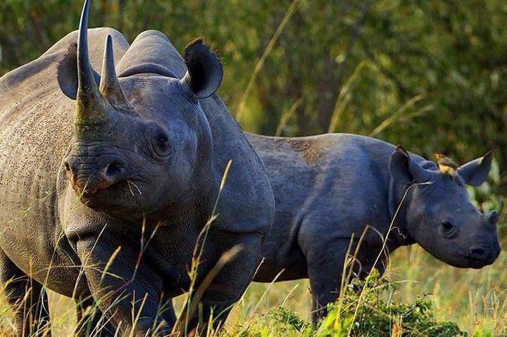 3 Days Tsavo National Park Safari in Kenya