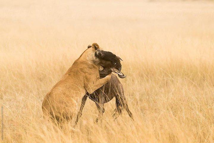 3 Days Tsavo National Park Safari in Kenya