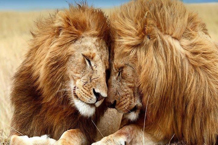 10 Day Amboseli-Samburu-Olpajeta-Nakuru-Masai Mara