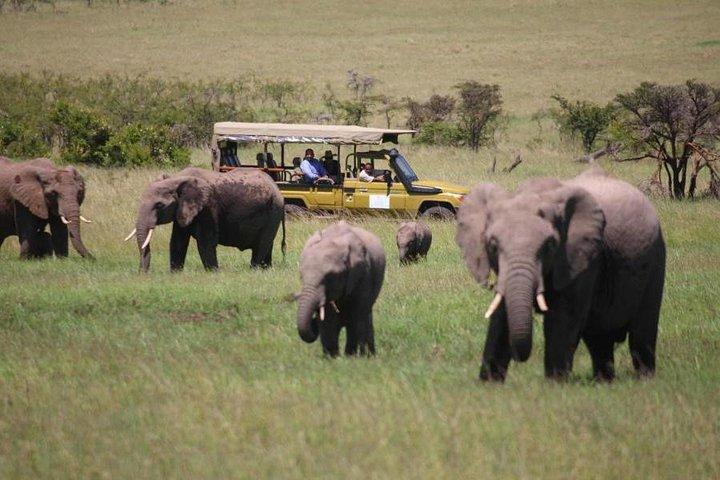 4 Days Masai Mara and Lake Nakuru Lodge Private Tour
