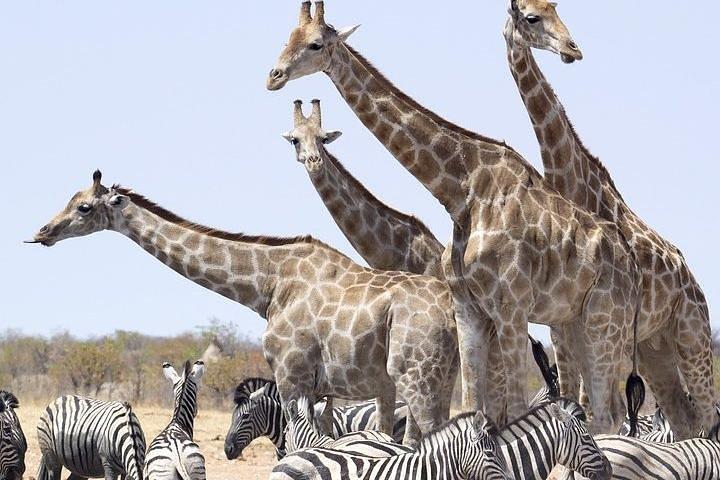 3 Days Amboseli National Park Safari in Kenya