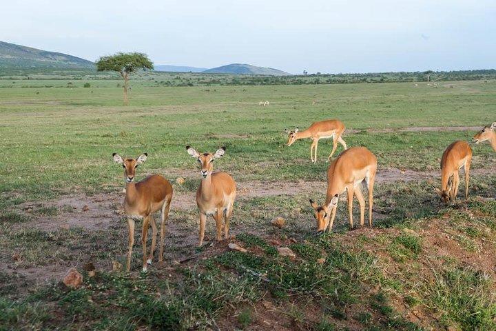6 Days Best of Maasai Mara, Lake Nakuru and Amboseli Budget Safari