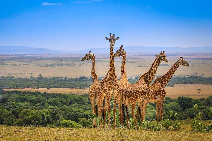 10 Day Amboseli-Samburu-Olpajeta-Nakuru-Masai Mara