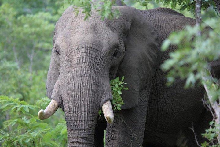 10 Day Amboseli-Samburu-Olpajeta-Nakuru-Masai Mara