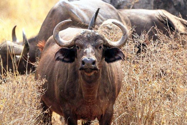 10 Day Amboseli-Samburu-Olpajeta-Nakuru-Masai Mara
