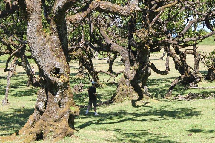 Full-Day Small Group Jeep Safari Tour from Funchal