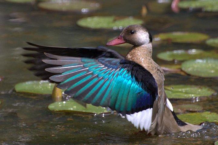 4 Days Kenyan Birding Tour Holiday