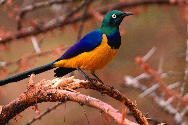 4 Days Kenyan Birding Tour Holiday