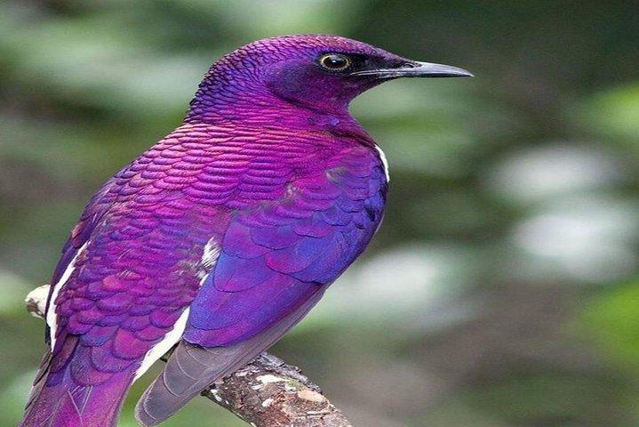 4 Days Kenyan Birding Tour Holiday