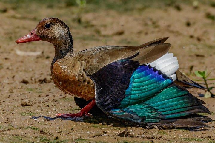 4 Days Kenyan Birding Tour Holiday