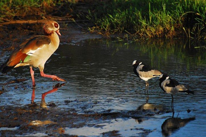 Game Drive Amboseli National Park Day Tour