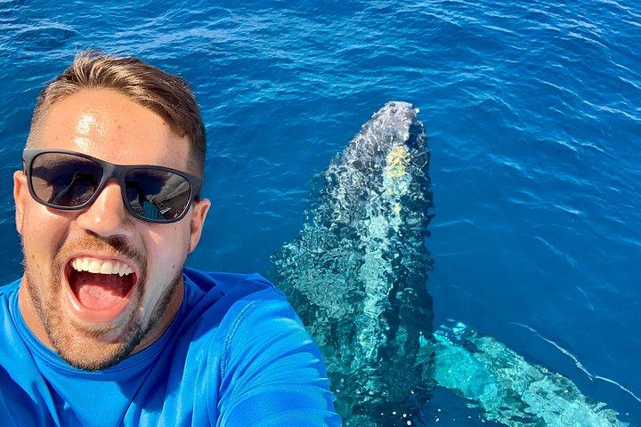 Maui Whale Watching Tour Aboard the Quicksilver From Maalaea