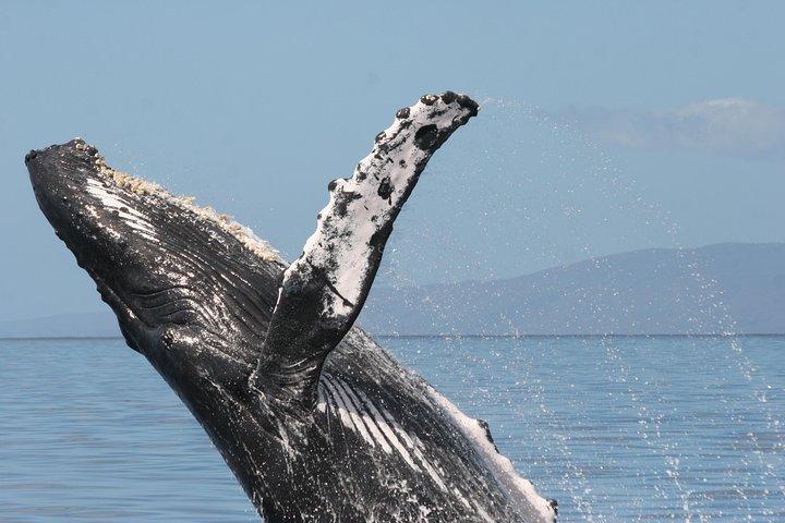 From Ma'alaea Harbor: Whale Watch Cruise Aboard the Malolo