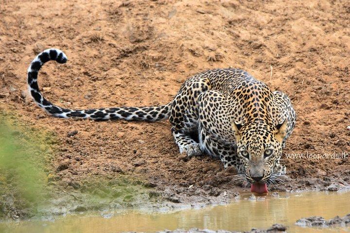 Private Half Day Safari Tour to Yala NP From Tangalle and Drop Back