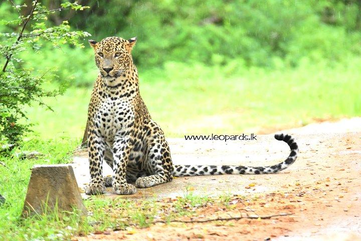 Private Half Day Safari Tour to Yala NP From Tangalle and Drop Back