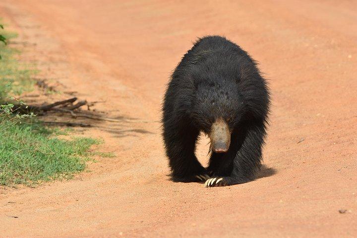 Private Half Day Safari Tour to Yala NP From Tangalle and Drop Back