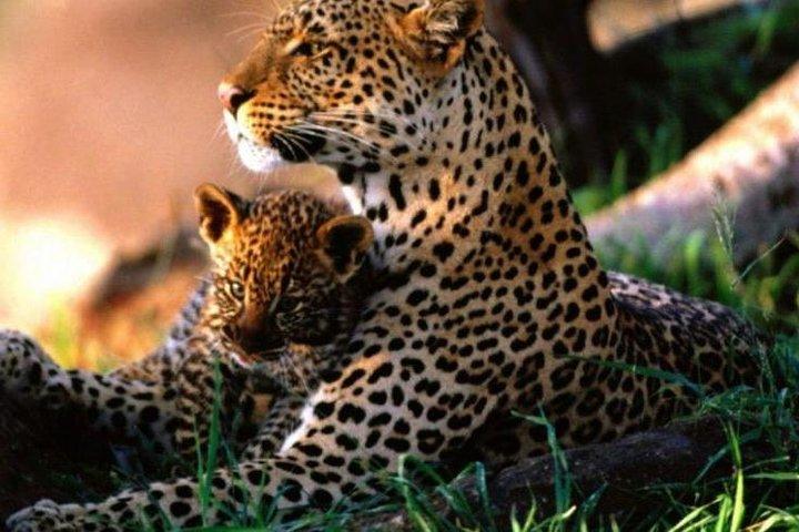 7 Days Kenya Safari Holiday Package