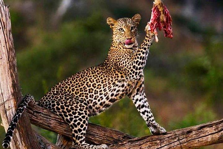 7 Days Kenya Safari Holiday Package