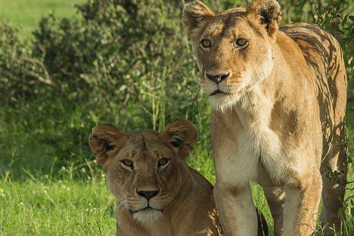 7 Days Best of Wildlife Guided Safari in Kenya