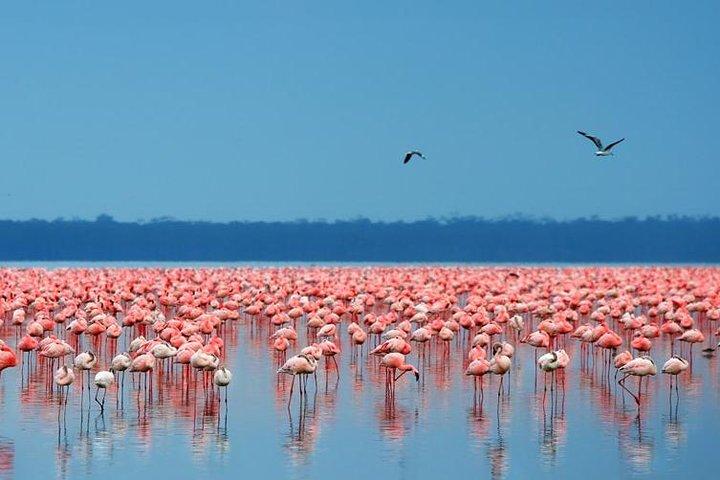 4 Day Masai Mara and Lake Nakuru Camping Tour
