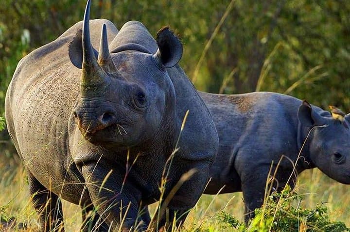 4 Days Best of Wildlife Safari in Kenya