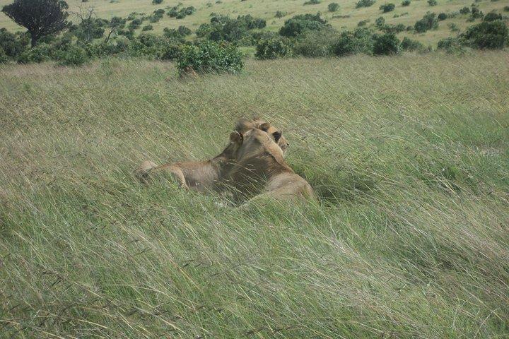 3-Day Safari Trip to Masai Mara National Reserve from Nairobi